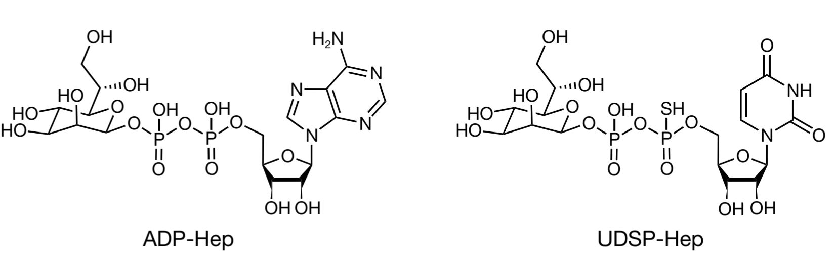 20251210-Nature-邵峰-2.ALPK1 激动剂ADP-Hep与UDSP-Hep的化学结构比较.jpg