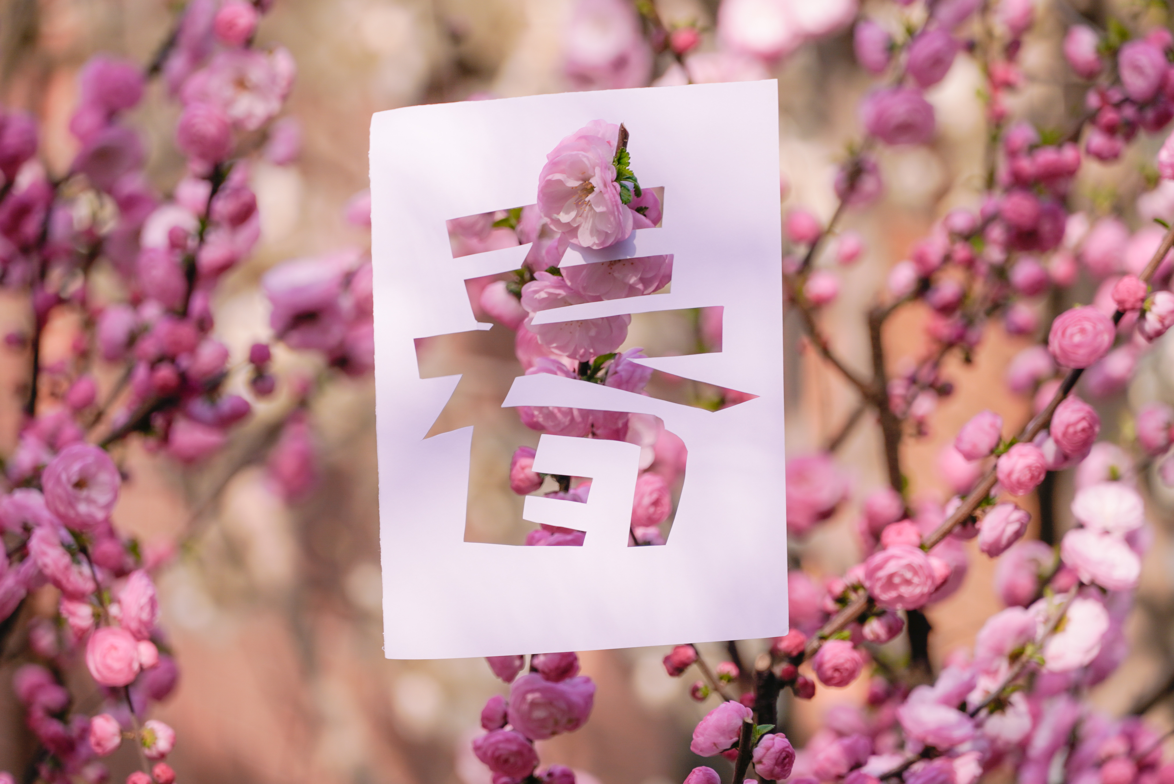 20240401-ued官网四月天-学生摄影-1.jpg