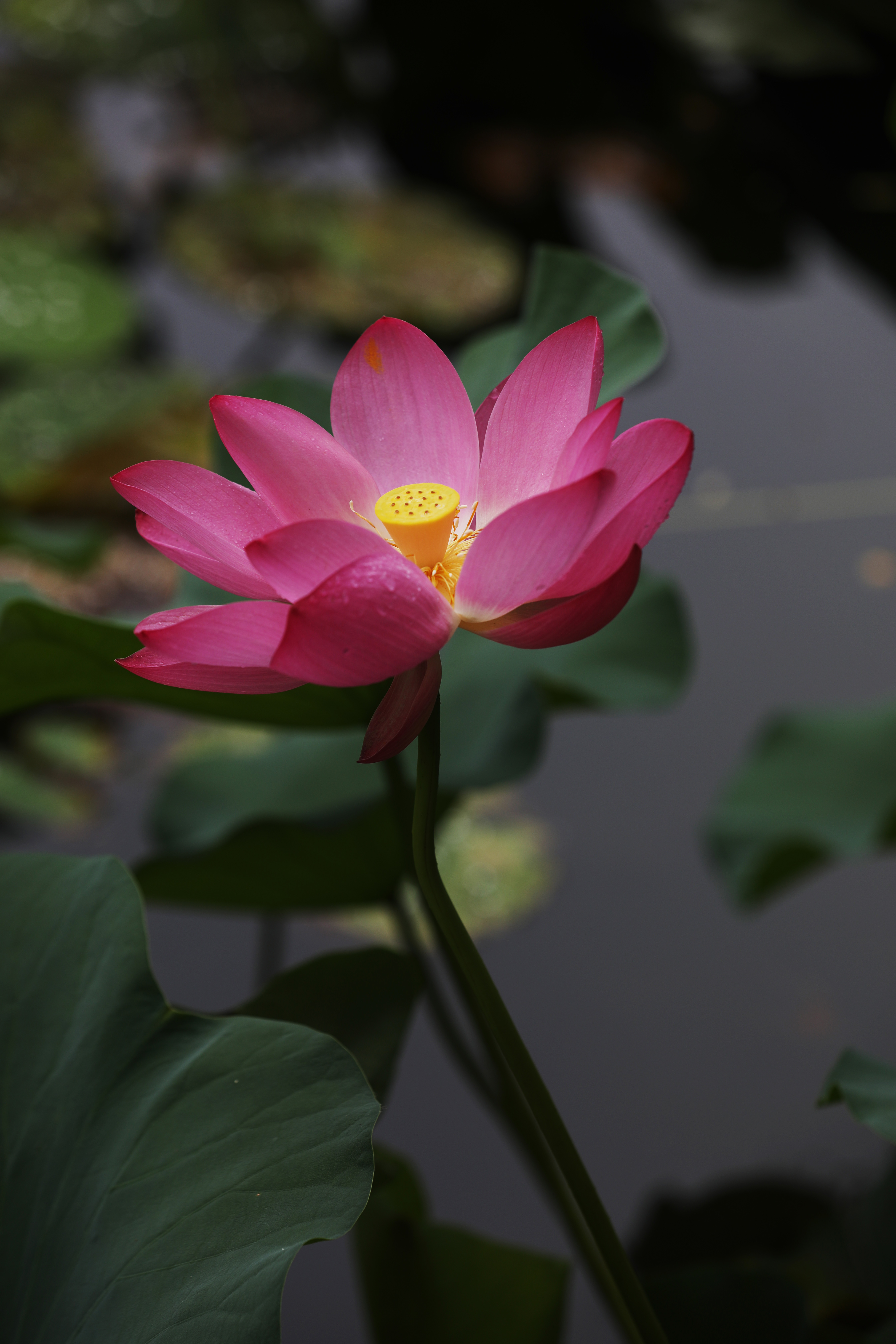 20250819-荷你有约-摄影张磊-222.jpg