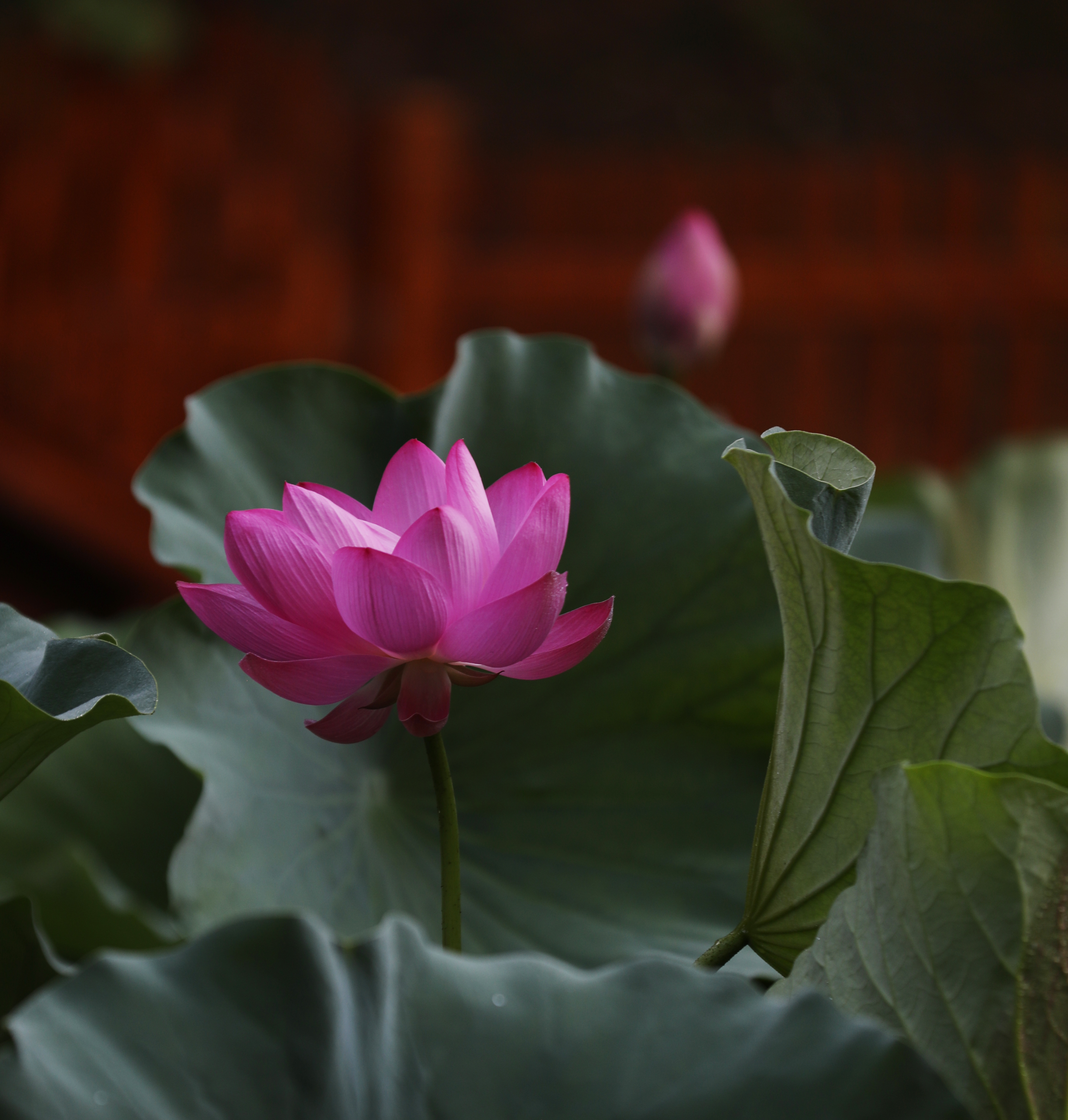 20250819-荷你有约-摄影张磊-111.jpg