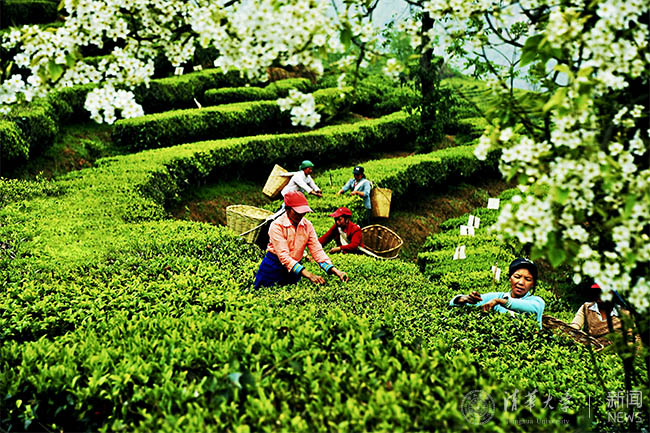 15作为大理州产茶大县,总面积为11万亩的茶叶一直是南涧县经济社会发展的支柱产业之一.jpg