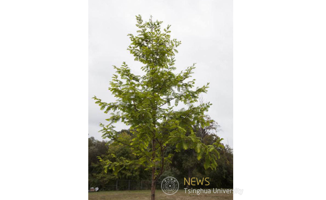 tree.jpg