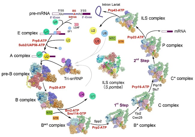 figure 4.jpg
